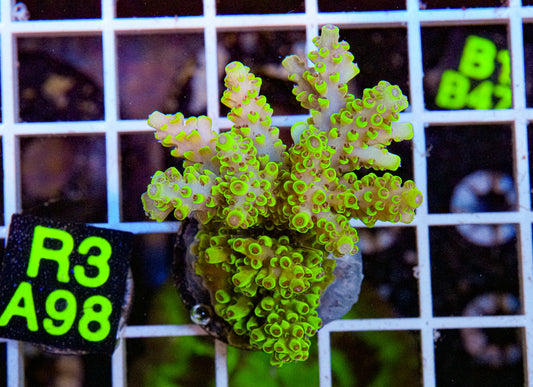 Green Martian Acro “WYSIWYG”