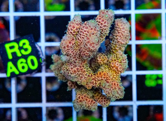 Fields Of Dreams Acro “WYSIWYG”