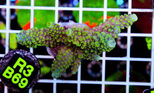 Jade Dragon Acro “WYSIWYG”