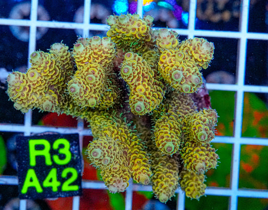 Lemon Sour Acro “WYSIWYG”