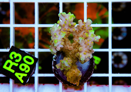 Lemon Peel Acro “WYSIWYG”