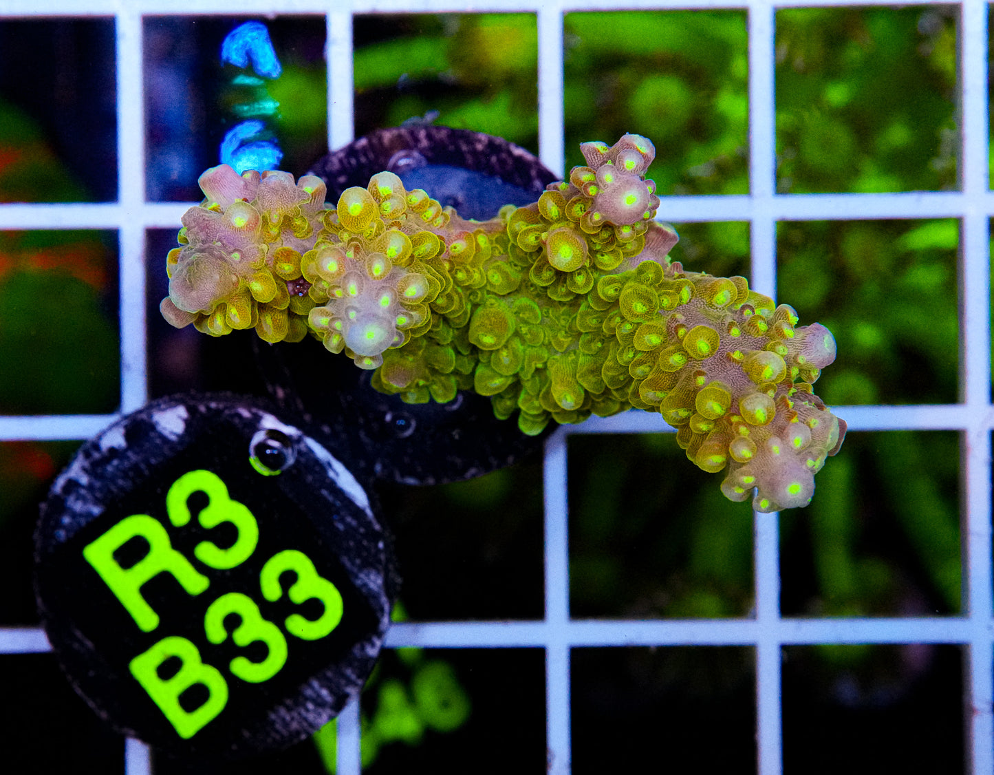 Golden Jawdropper Acro “WYSIWYG”