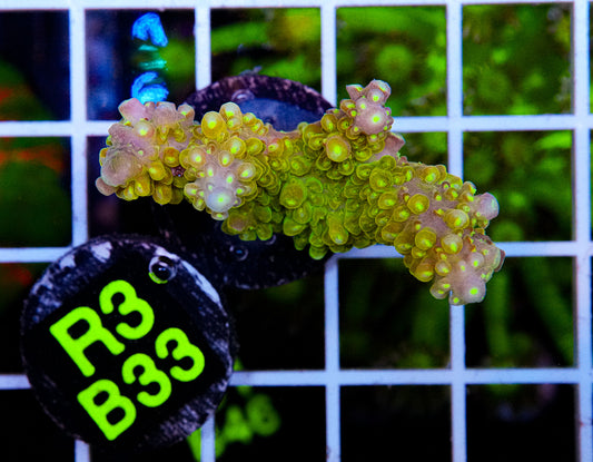 Golden Jawdropper Acro “WYSIWYG”