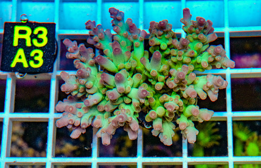 Hyperberry Acro “WYSIWYG”