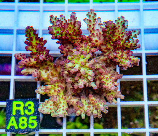 Strawberry Shortcake Acro “WYSIWYG”