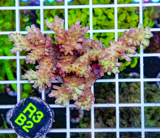 Strawberry Shortcake Acro “WYSIWYG”