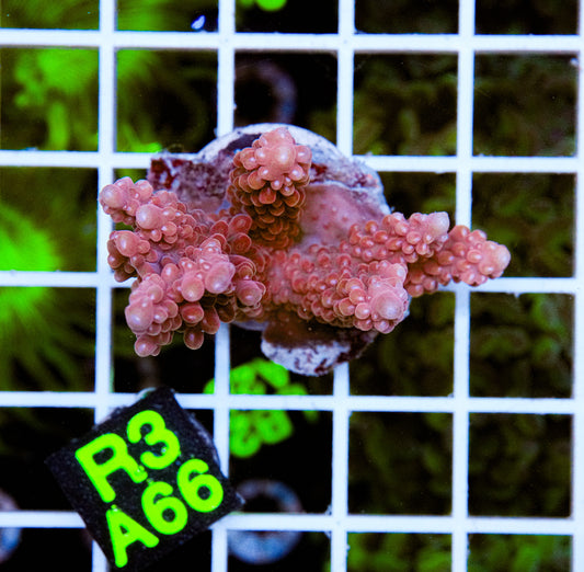Red Wine Acro Maricultured “WYSIWYG”