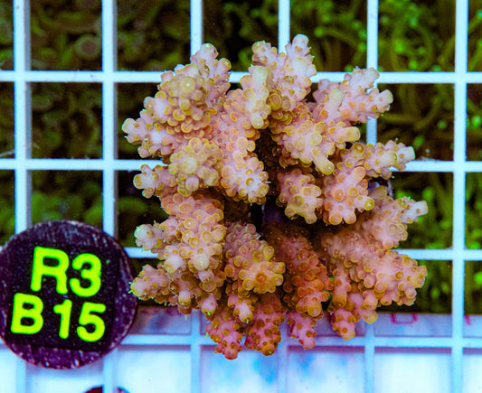 Flaming Unicorn Acro Maricultured “WYSIWYG”