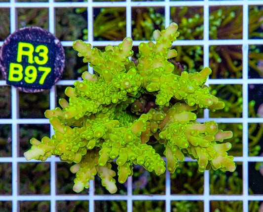 Lime Green Acro Maricultured “WYSIWYG”