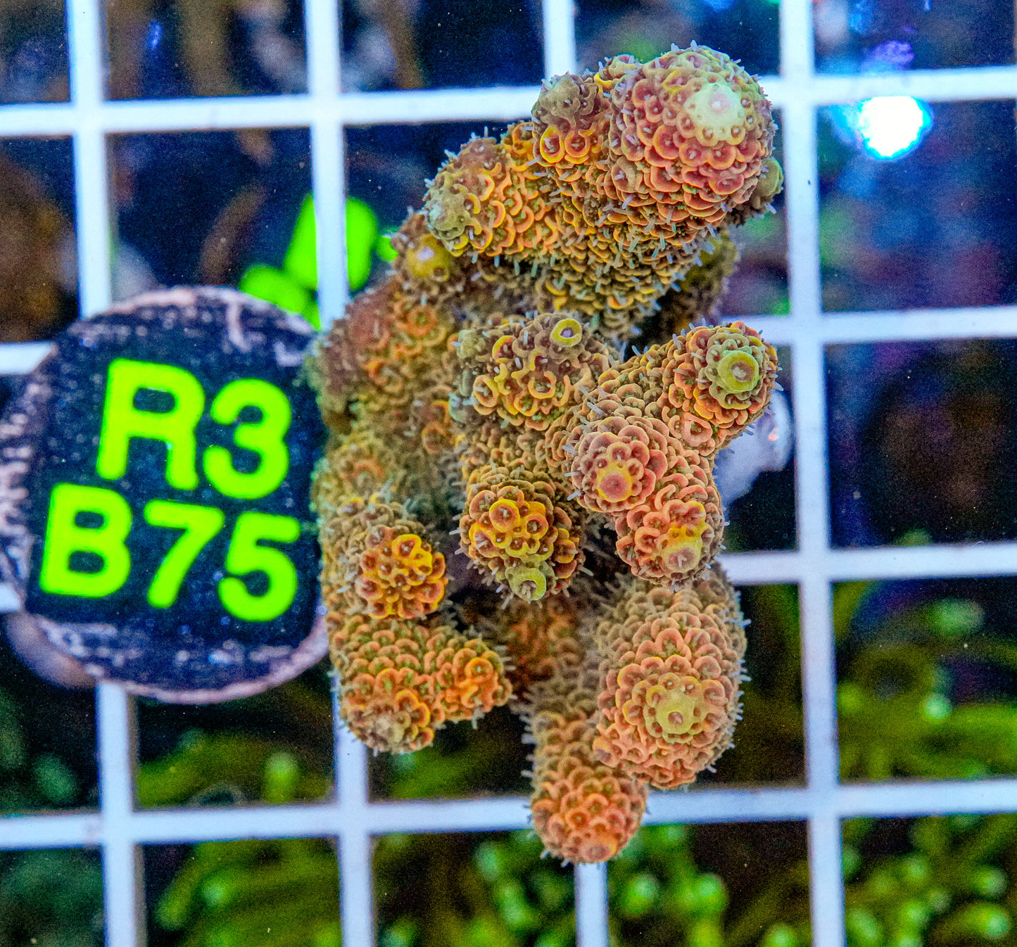 Bahama Mama Acro Maricultured “WYSIWYG”
