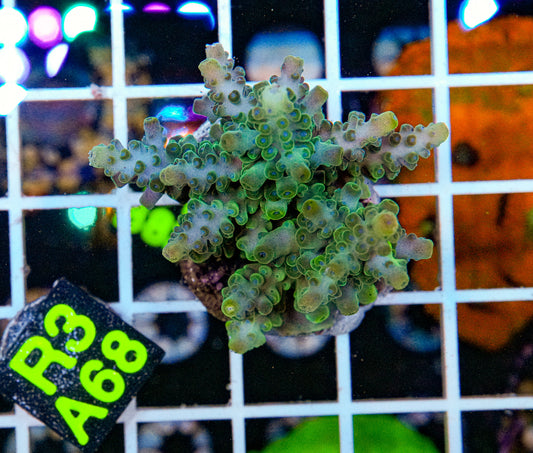 Hulk Green/Blue Acro Maricultured “WYSIWYG”
