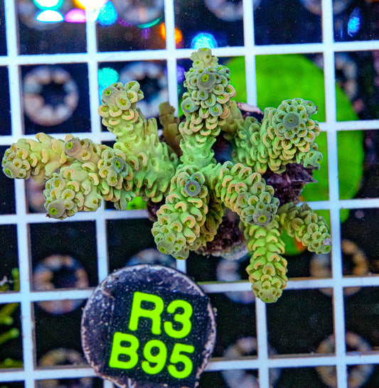 Heartbreaker Acro Maricultured “WYSIWYG”
