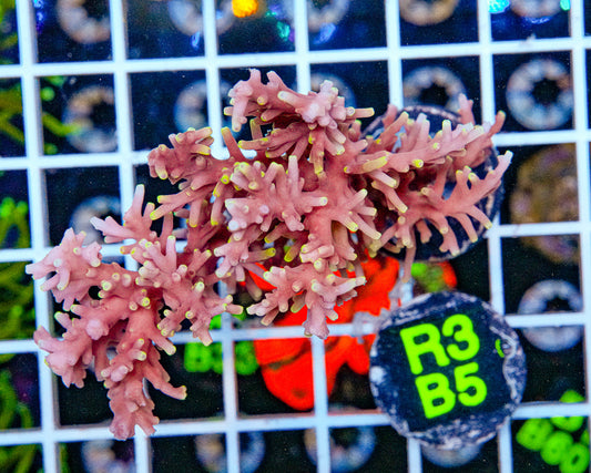 Red Dragon Acro Maricultured “WYSIWYG”