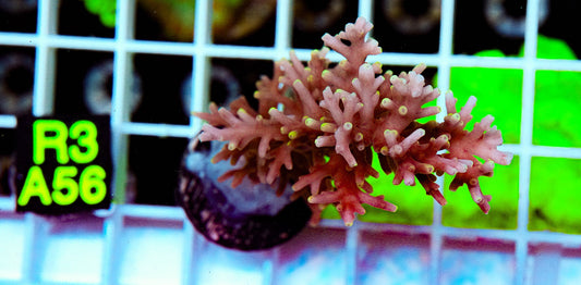 Red Dragon Acro Maricultured “WYSIWYG”