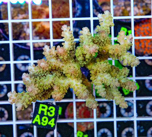 Banana Green Acro Maricultured “WYSIWYG”
