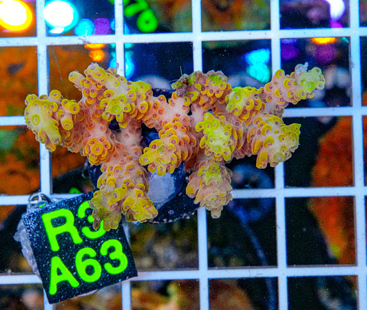 Orange Creamsicle Acro Maricultured “WYSIWYG”