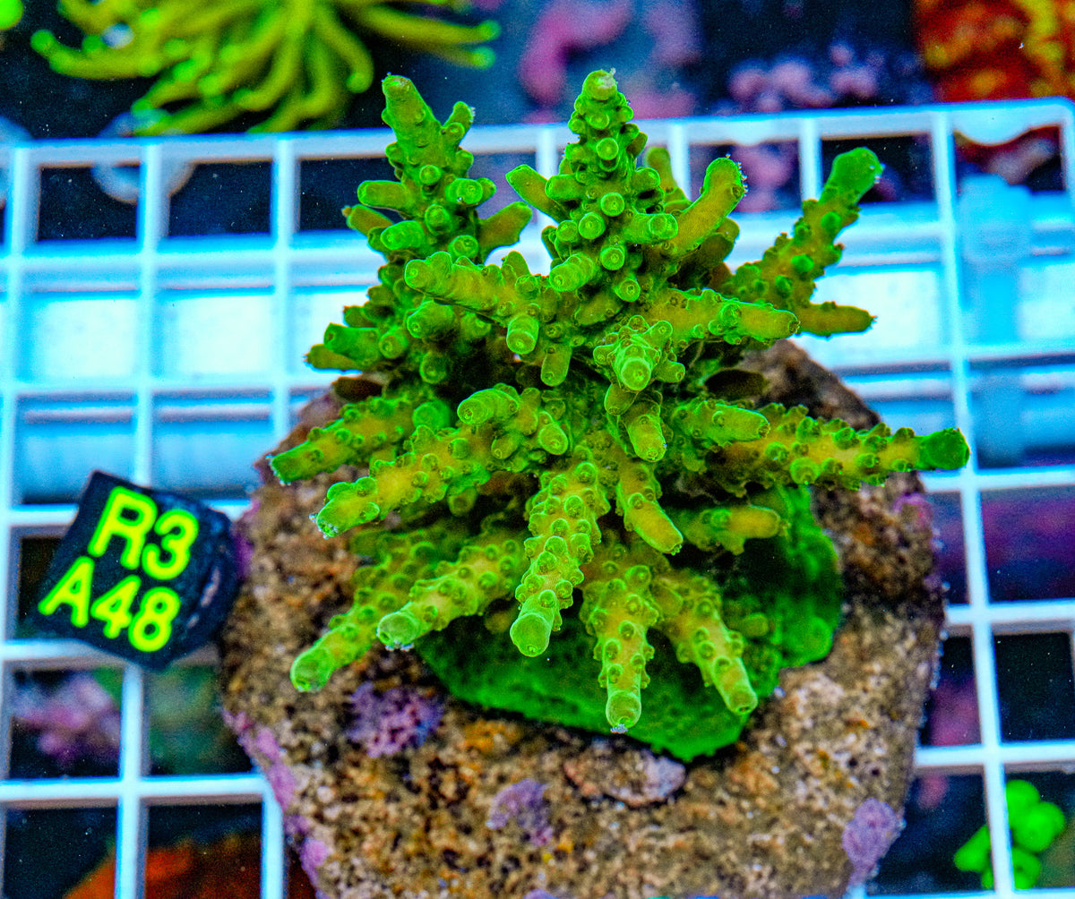 Yoda Acro Maricultured “WYSIWYG”
