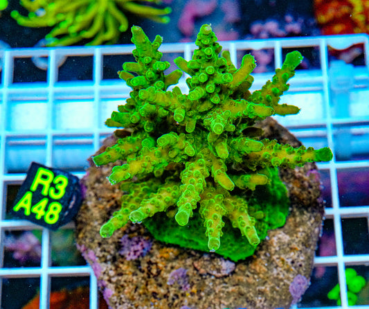 Yoda Acro Maricultured “WYSIWYG”