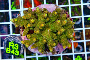Vibrant Green/Gold-Yellow Acro Maricultured “WYSIWYG”