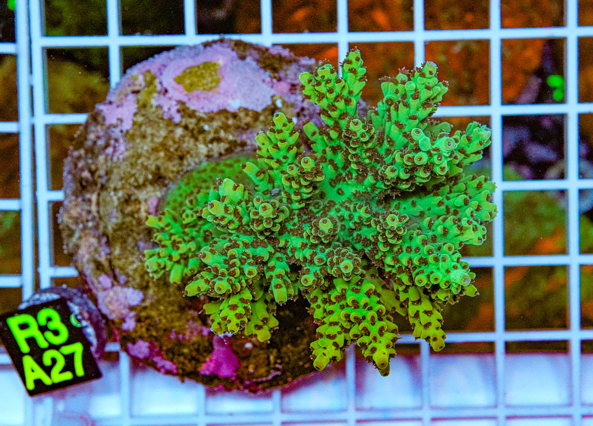 Yellow Fever Acro Maricultured “WYSIWYG”