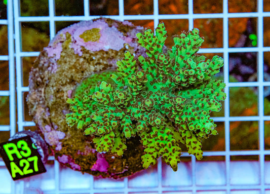 Yellow Fever Acro Maricultured “WYSIWYG”