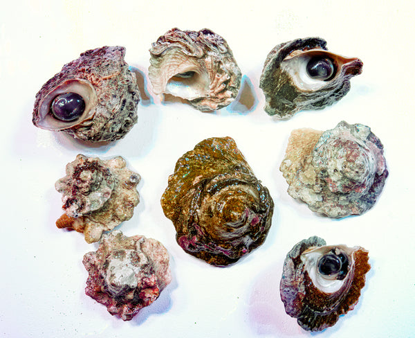 Aussie Frilled Trochus 10 Pack