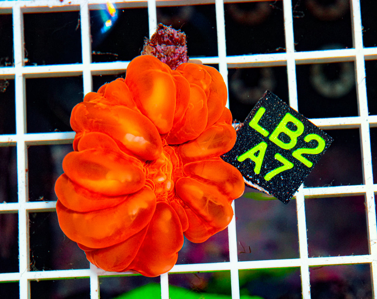 RARE Red Cynarina "WYSIWYG"