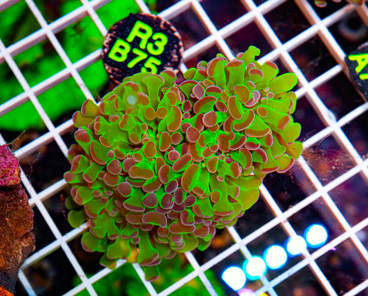 Ultra Green Euphyllia Colony"WYSIWYG"