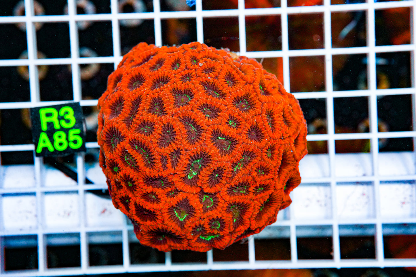 Ultra Favia Colony"WYSIWYG"