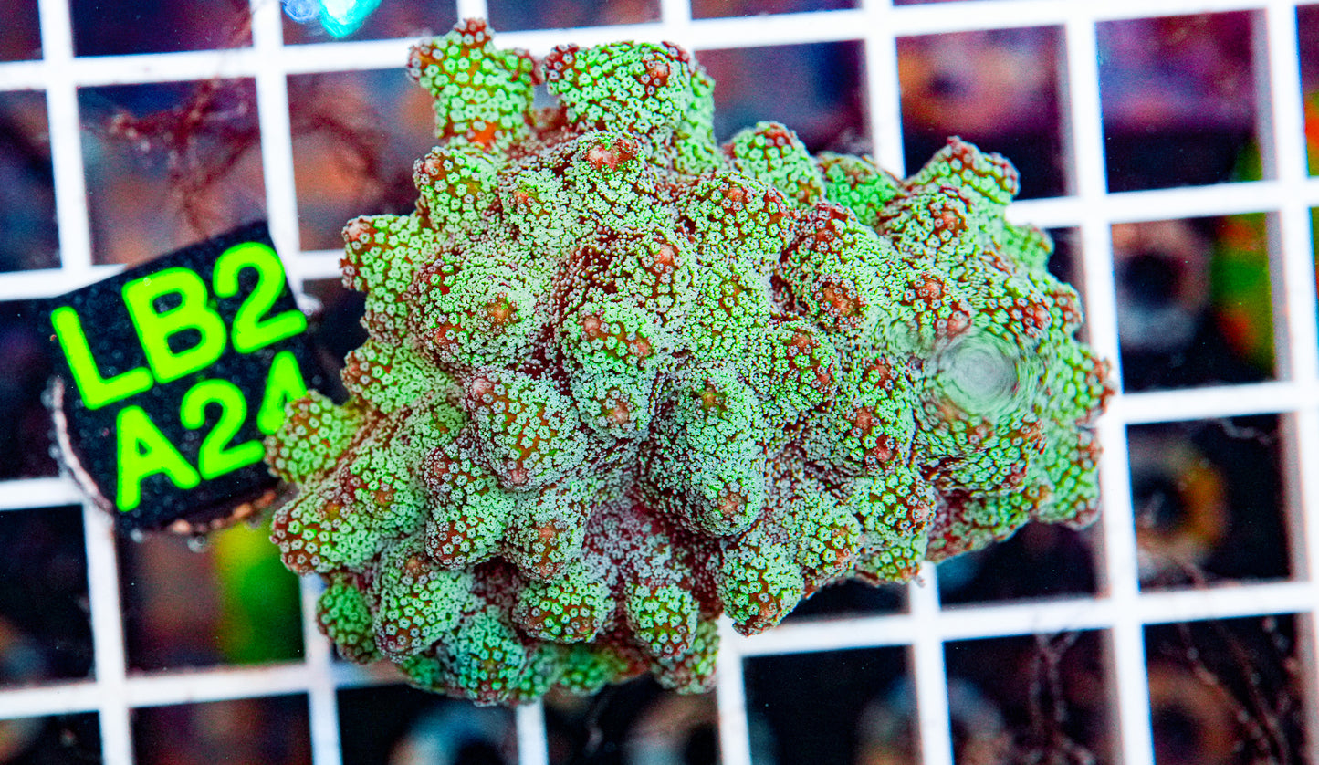 Blue Zing Mini Colony "WYSIWYG"