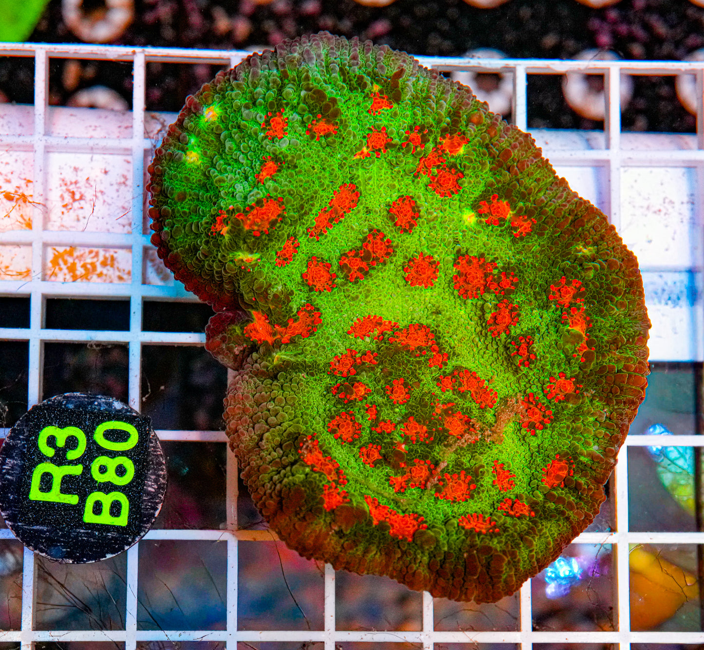 Ultra Chalice Mini Colony "WYSIWYG"