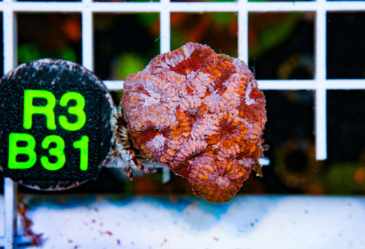 Red/Orange Favia Frag"WYSIWYG"