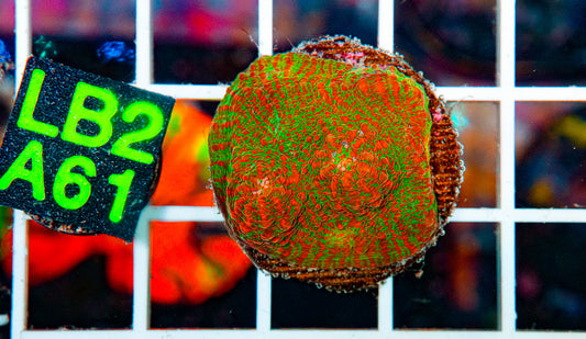 Ultra Green/Red Chalice "WYSIWYG"