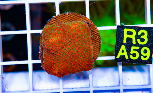 Circus Top Hat Chalice "WYSIWYG"