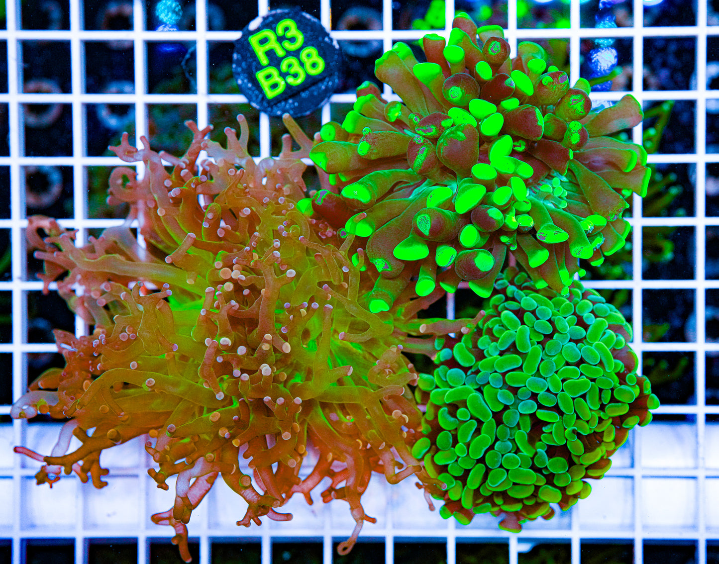 Matt's Euphyllia Frag Pack "WYSIWYG"