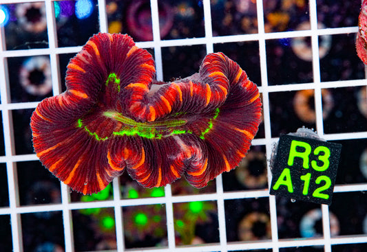 Ultra Trachyphyllia "WYSIWYG"