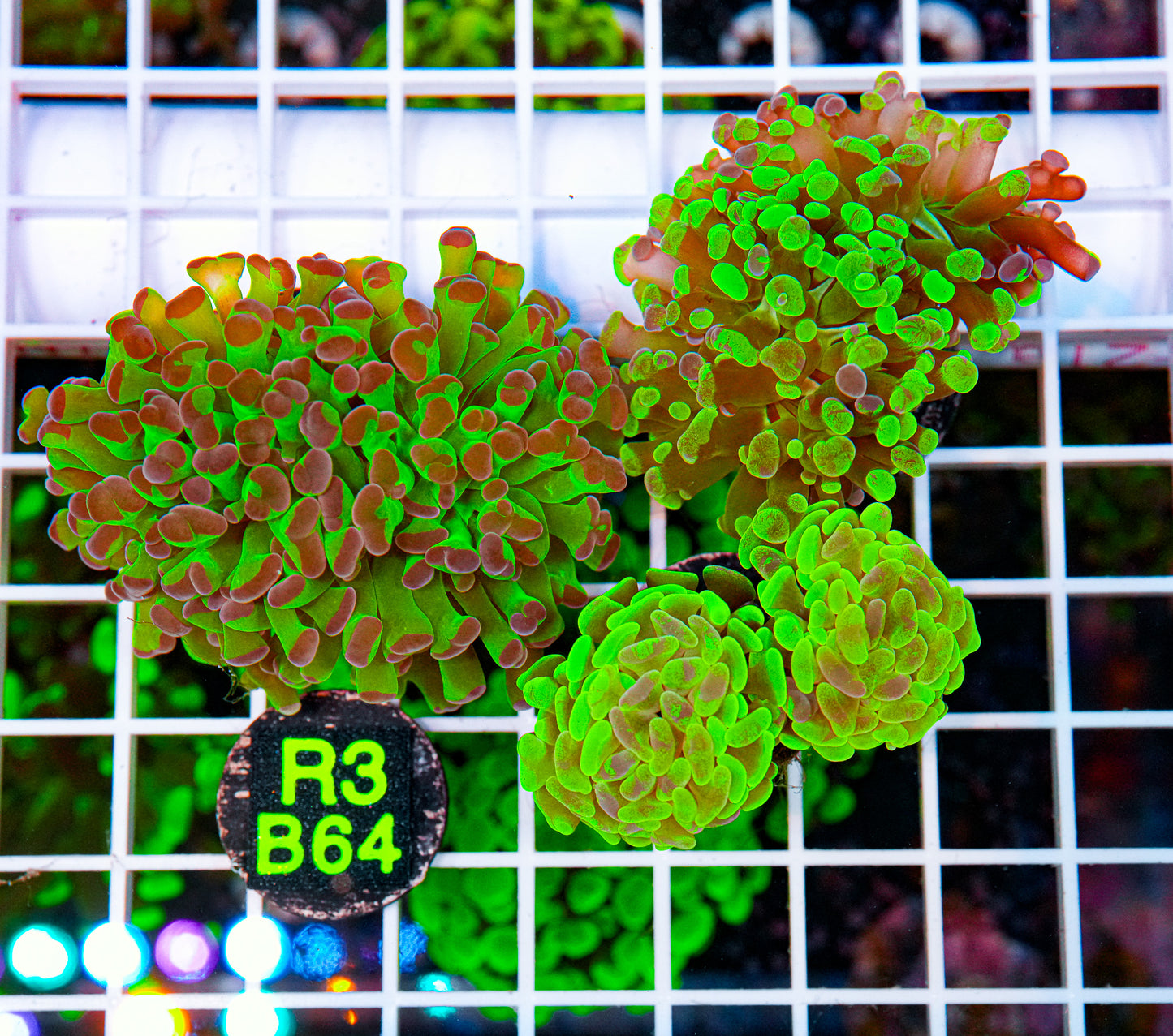 Matt's Euphyllia Frag Pack "WYSIWYG"
