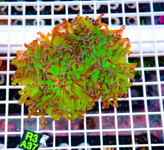Ultra Green/Purple Hammer "WYSIWYG"