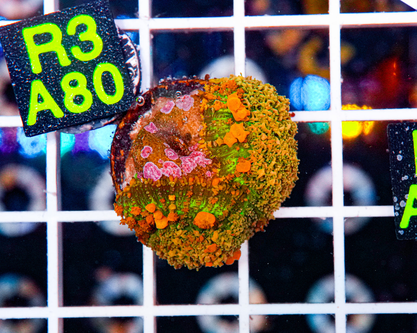 Ultra Mushroom Frag Two Heads "WYSIWYG"
