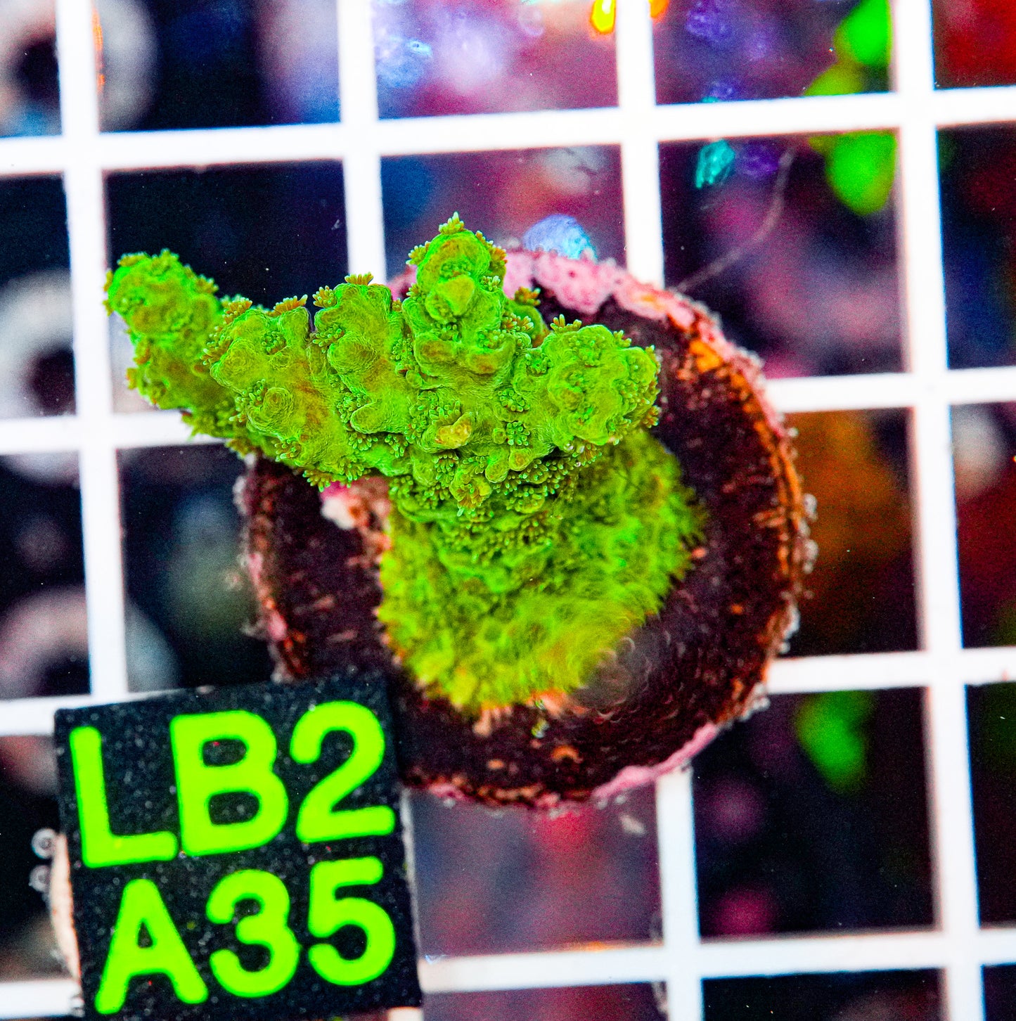 Green Monster Acro Frag"WYSIWYG"