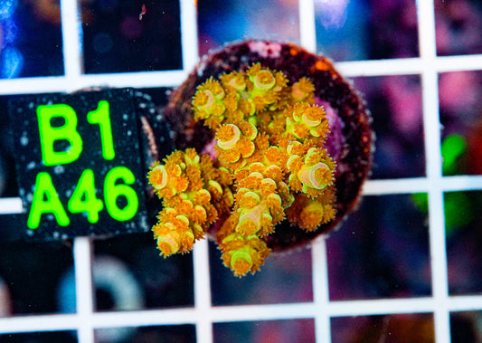 Acro Frag "WYSIWYG"