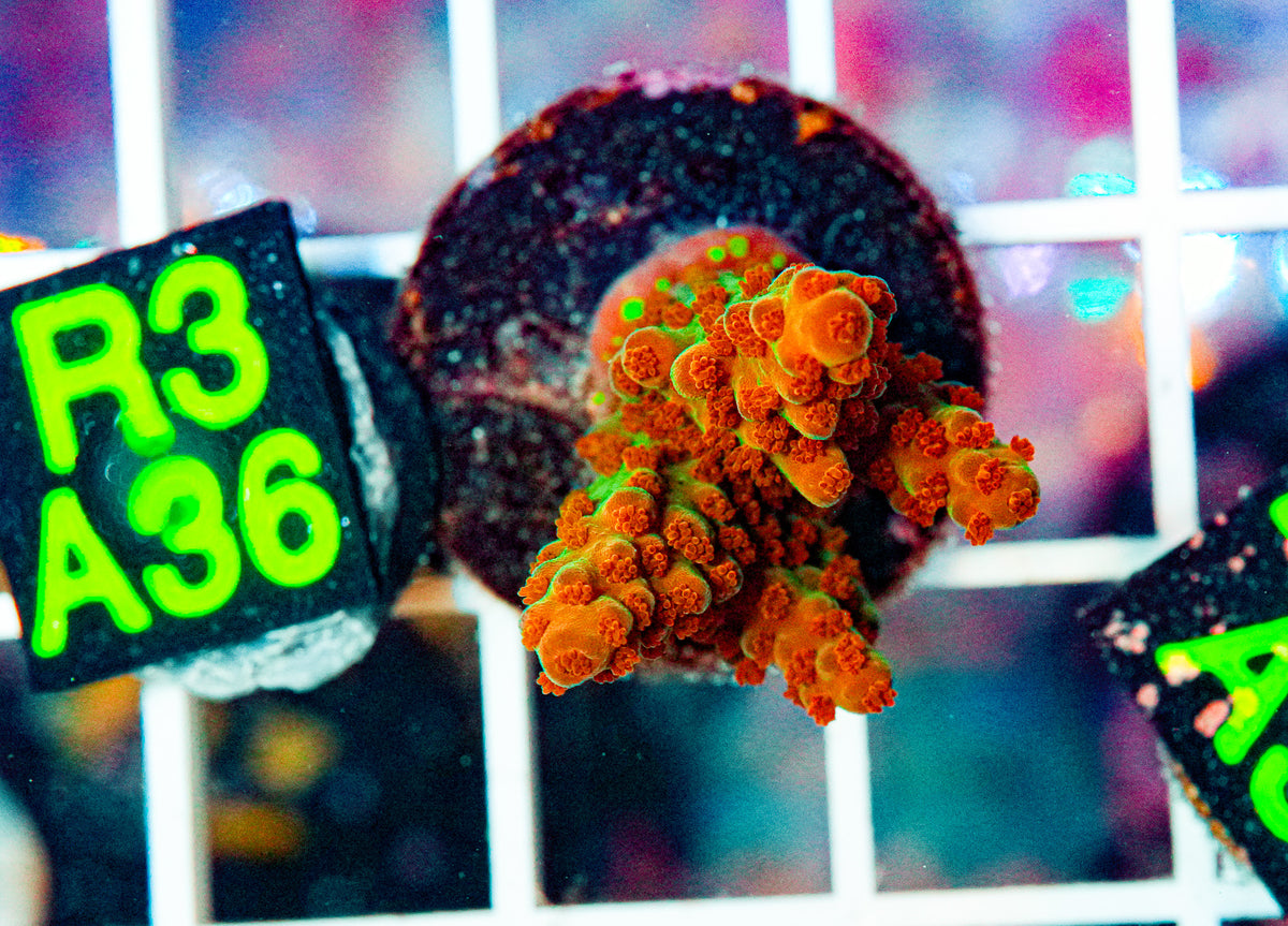 Ultra Acro Frag "WYSIWYG"