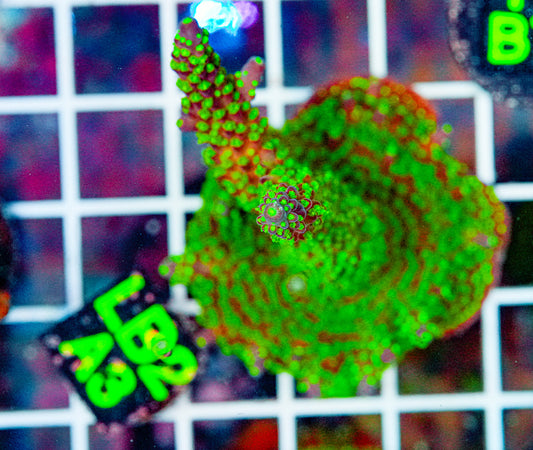 Acro Frag Fully Encrusted "WYSIWYG"