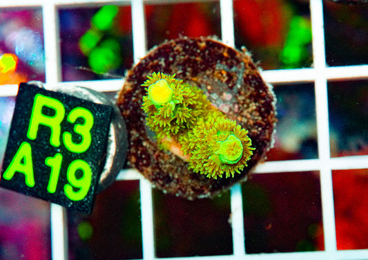 Acro Frag "WYSIWYG"
