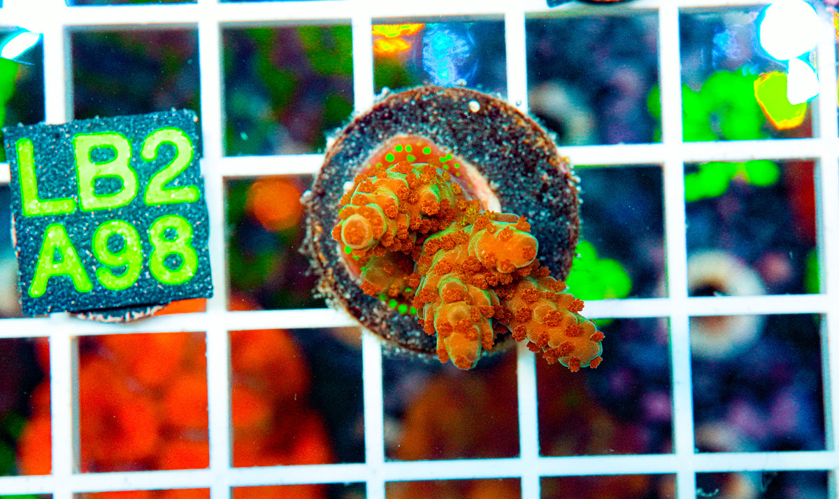 Ultra Acro Frag "WYSIWYG"