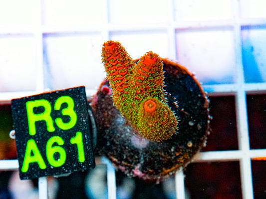 Ultra Acro Frag "WYSIWYG"