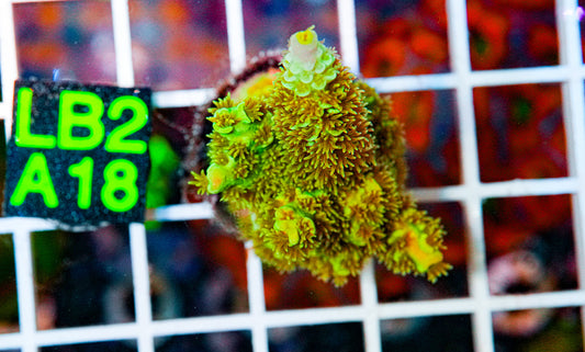 Acro Frag "WYSIWYG"