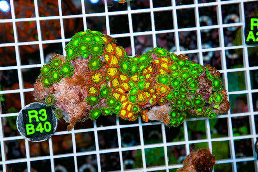 Zoa Colony "WYSIWYG"