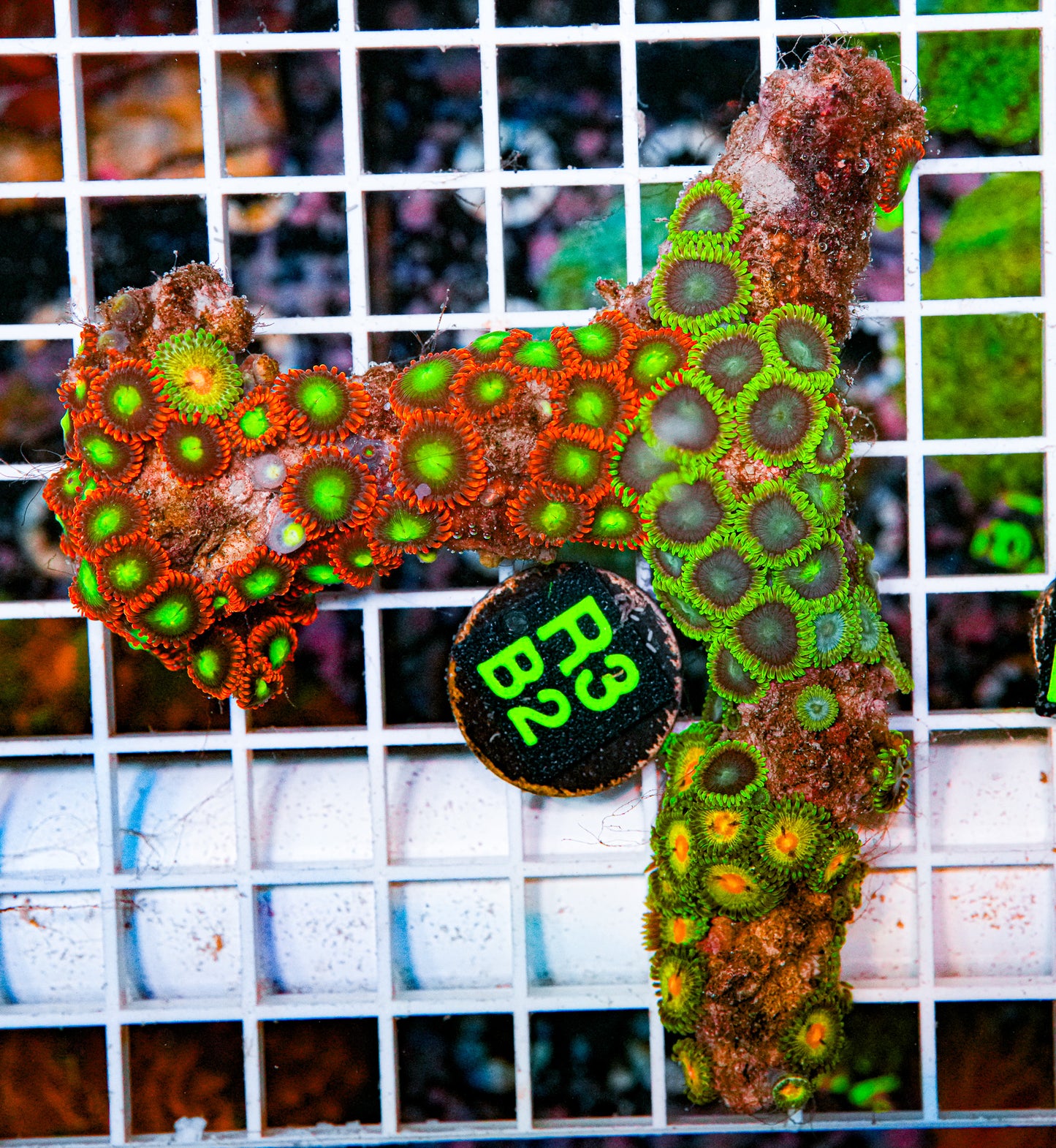 Zoa Colony "WYSIWYG"