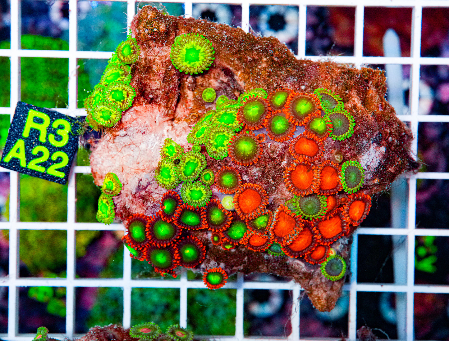 Zoa Colony "WYSIWYG"